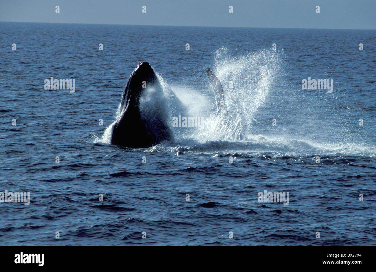 hump whale sea Maui Hawaii USA United States America America North ...
