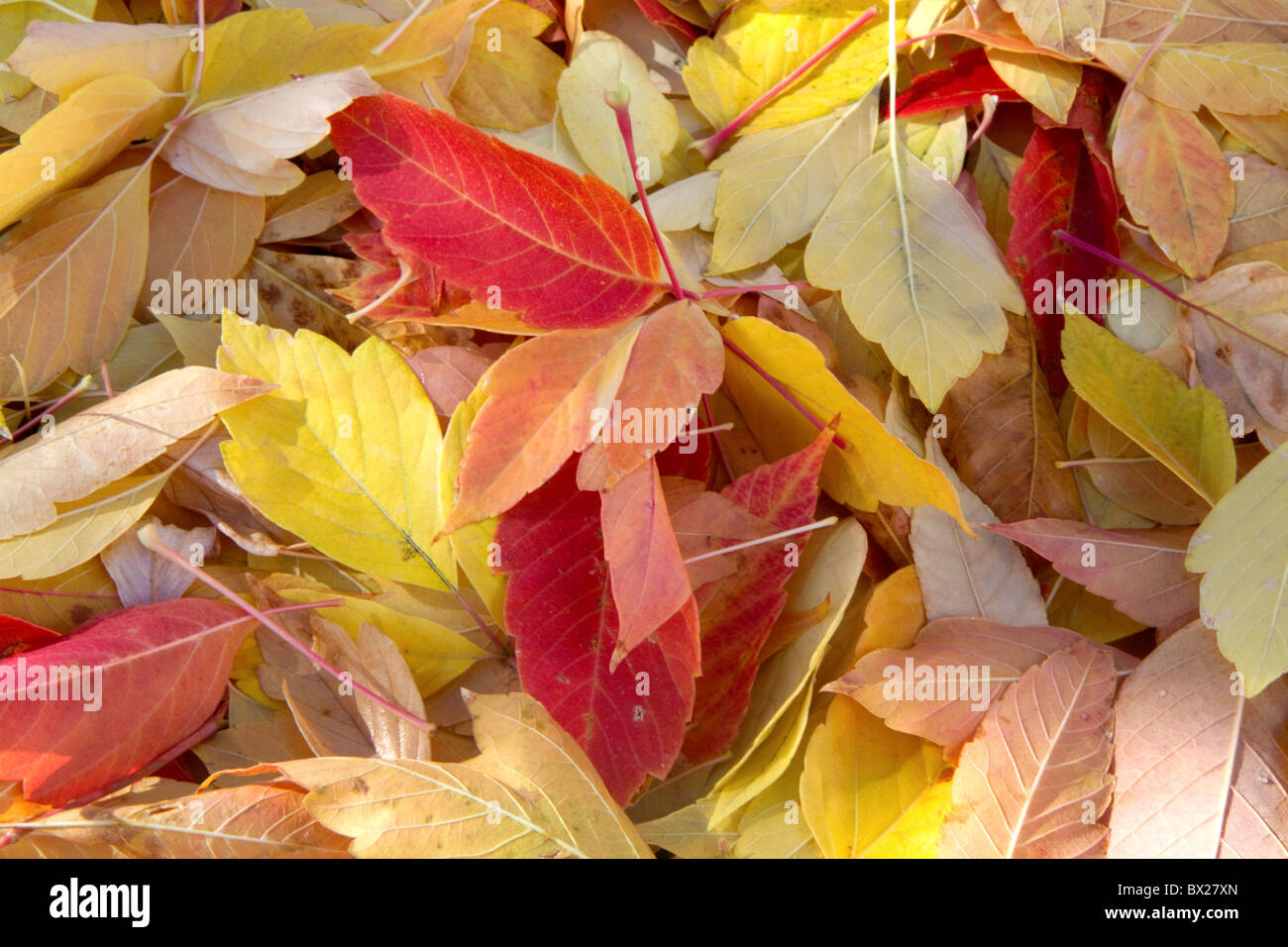 Colorful autumn leaves on the ground in Boise, Idaho, USA. Stock Photo