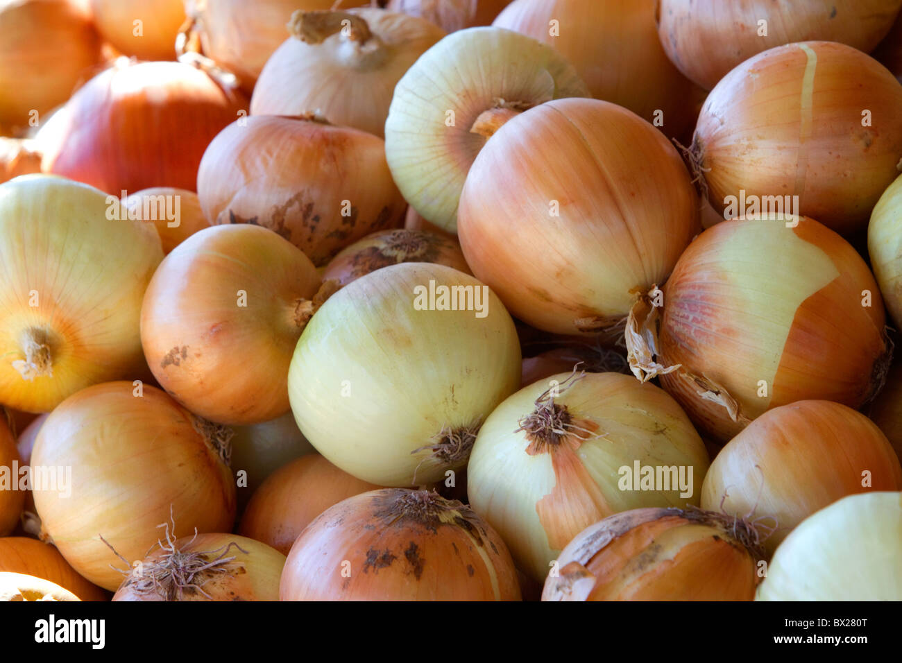 Yellow onion display at an outdoor farmers' market in Fruitland, Idaho, USA. Stock Photo