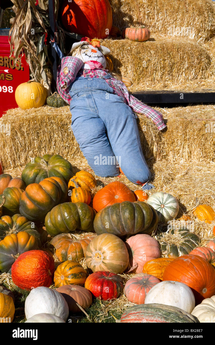 Pumpkin patch in Fruitland, Idaho, USA. Stock Photo