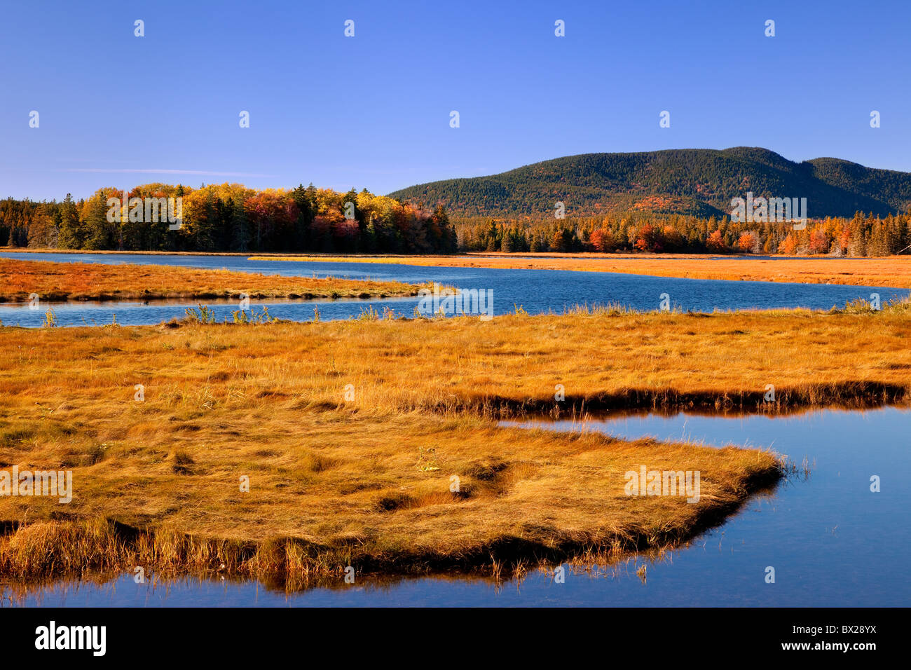 Bass Harbor Marsh in autumn, Bass Harbor Maine USA Stock Photo