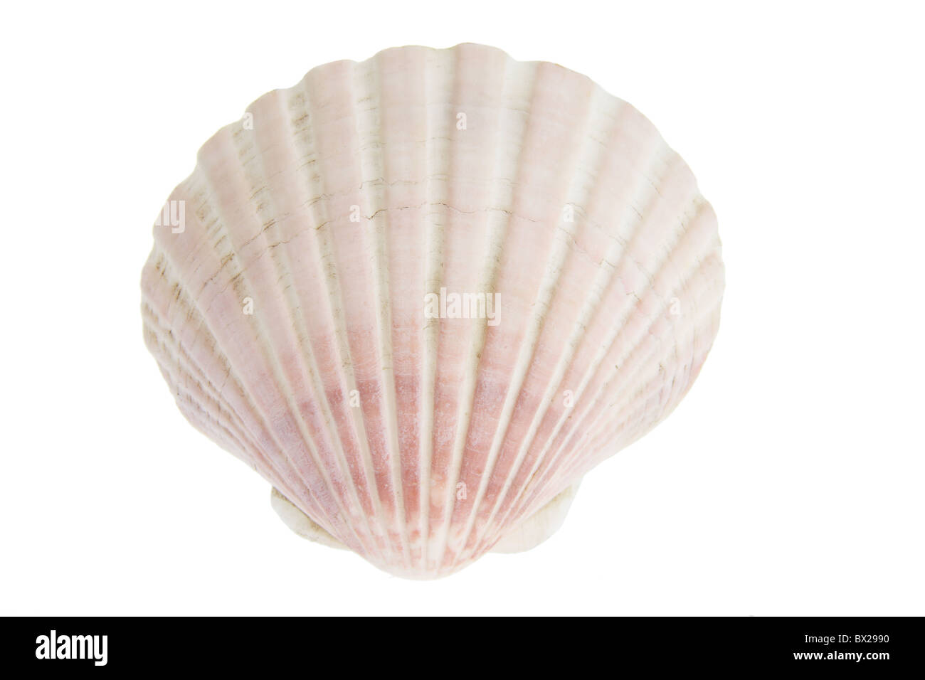 Scallop Seashell Stock Photo