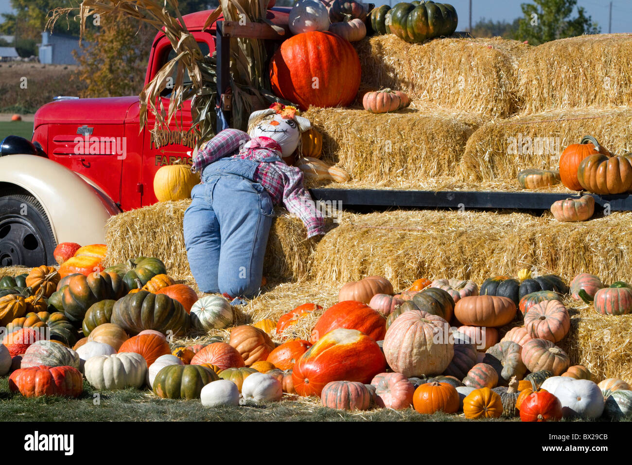 Pumpkin patch in Fruitland, Idaho, USA. Stock Photo