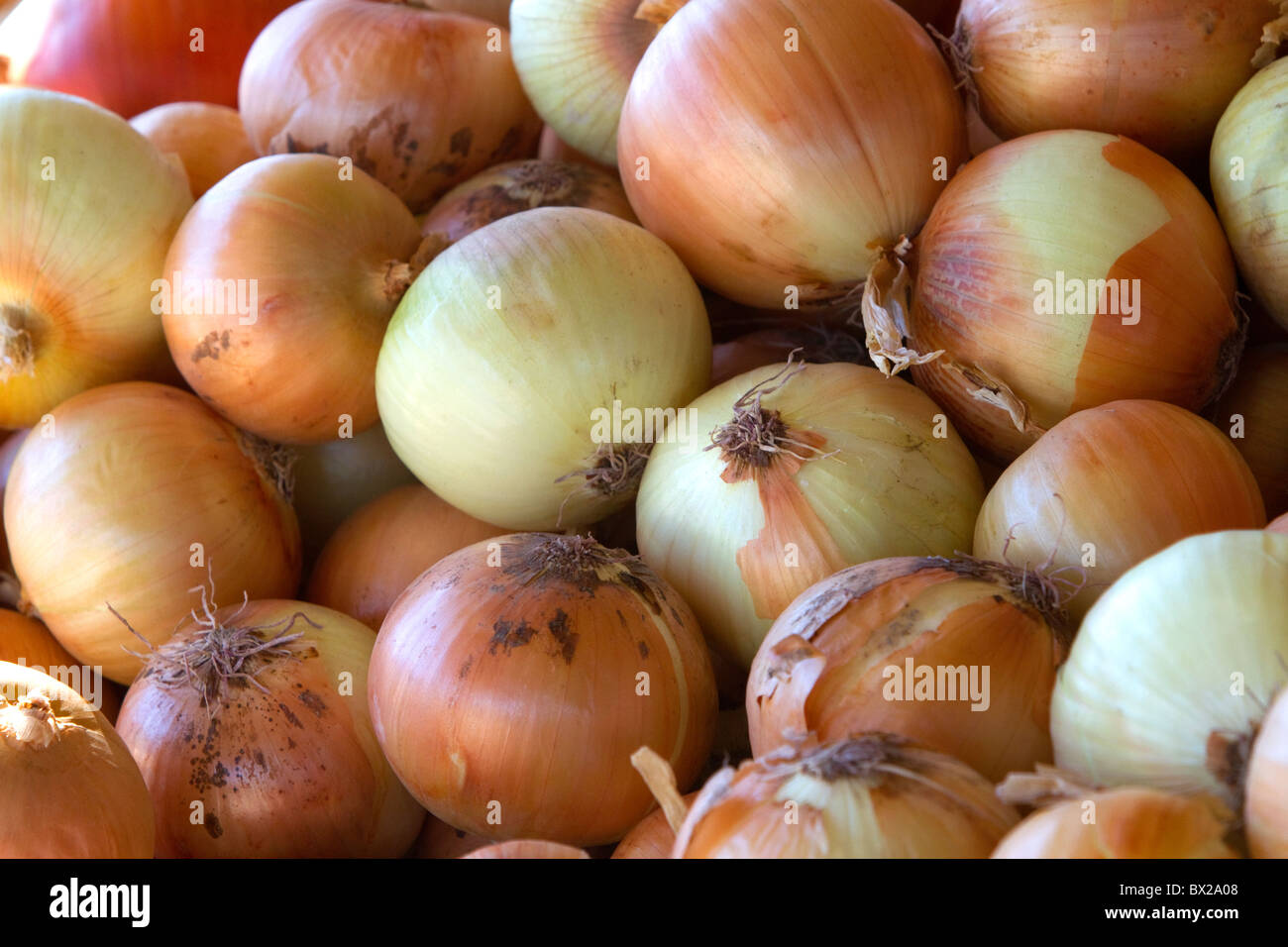 Yellow onion display at an outdoor farmers market in Fruitland, Idaho, USA. Stock Photo