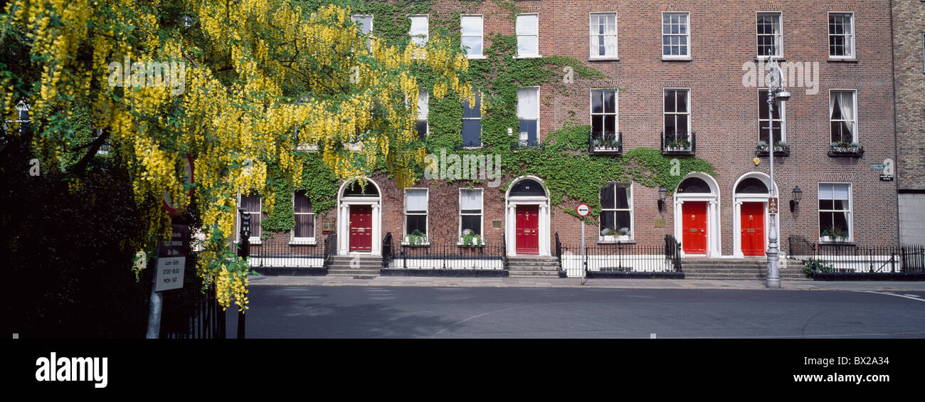 Dublin,Co Dublin,Ireland;Laburnum Trees In Fitzwilliam Square Stock