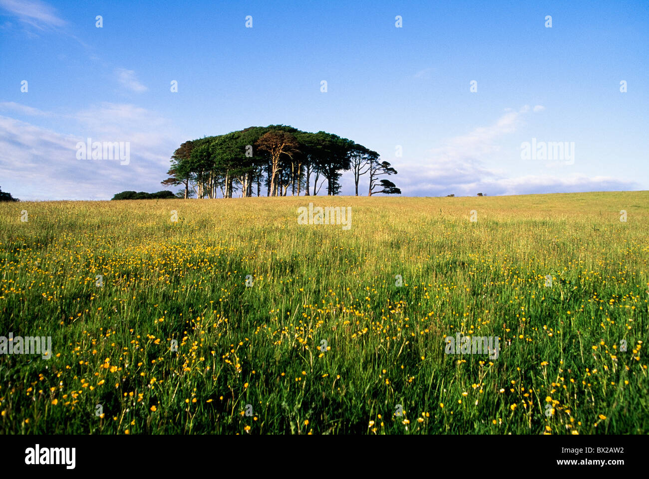 Killarney,Co Kerry,Ireland;Tree Outcrop In A Field Of Wildflowers Stock Photo