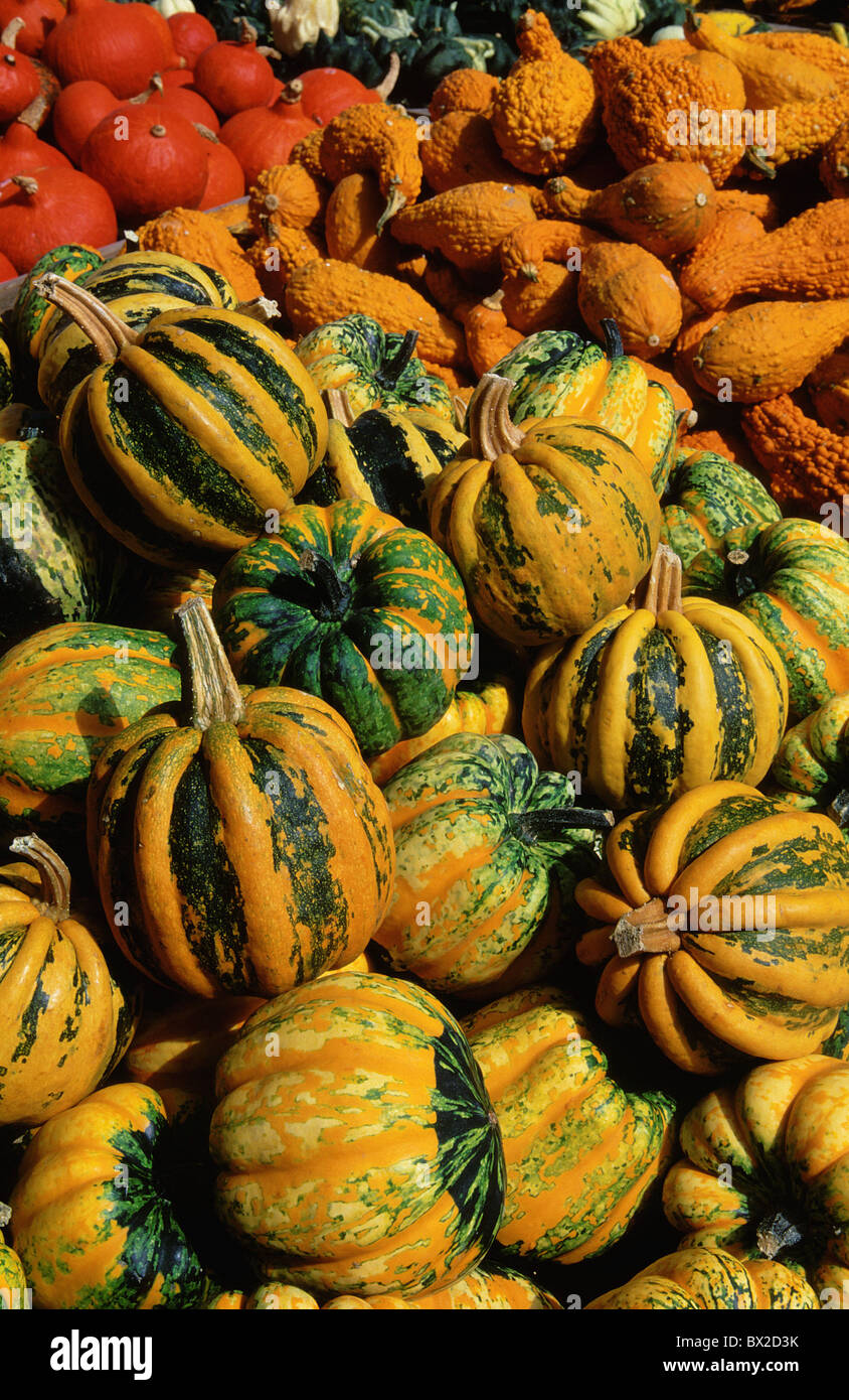 Adorning pumpkin Amount Autumn Cheer Cheering Cheers Color Colorfully Colour Crowd Gourd Gourds High di Stock Photo
