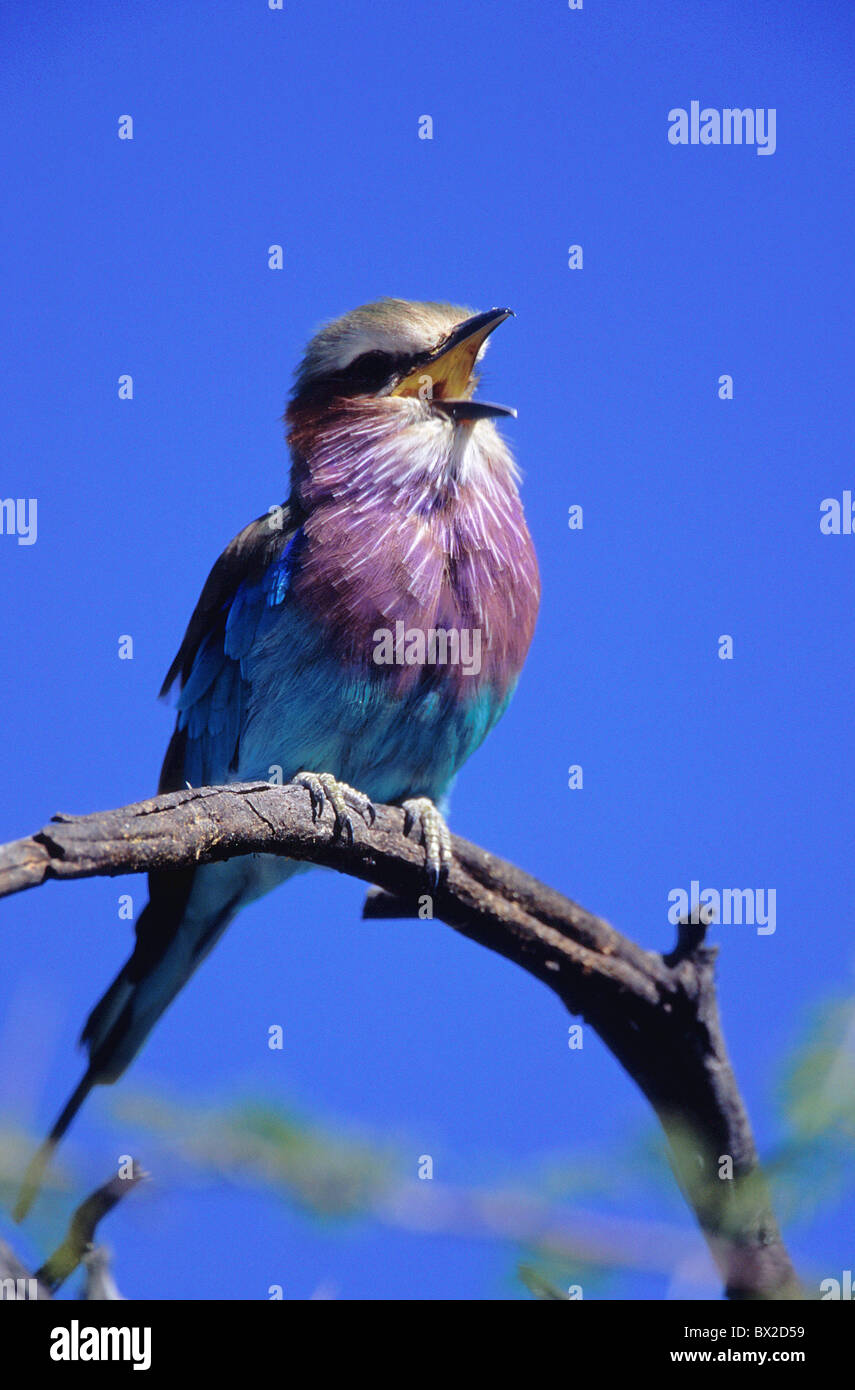 Africa Animal Animals Bird Birds Blue Blue sky Branch Calling Calls