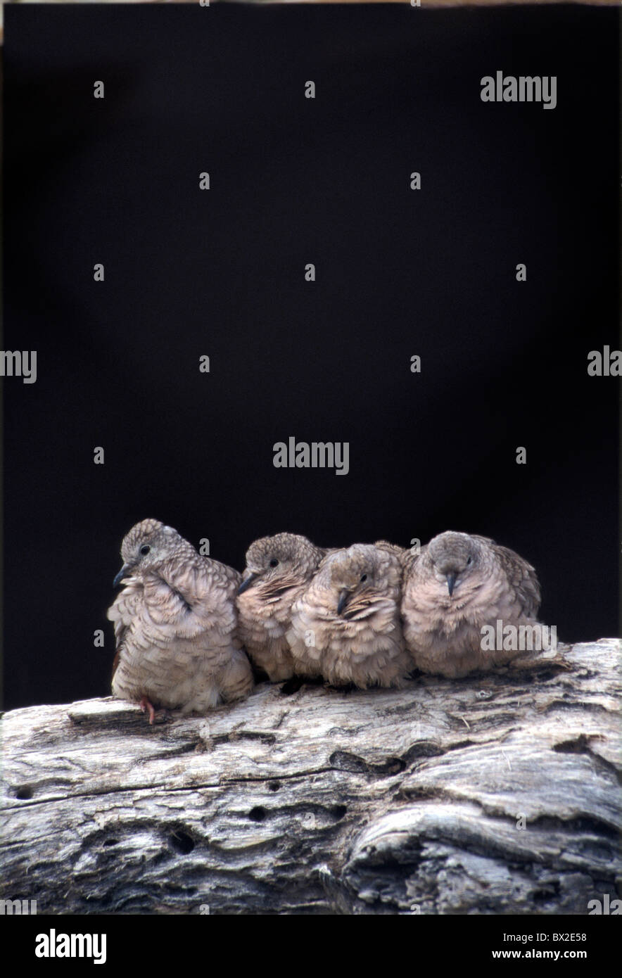 Animal Animals Bird Birds Boy Tauber Fledgling Pigeon Pigeons Row