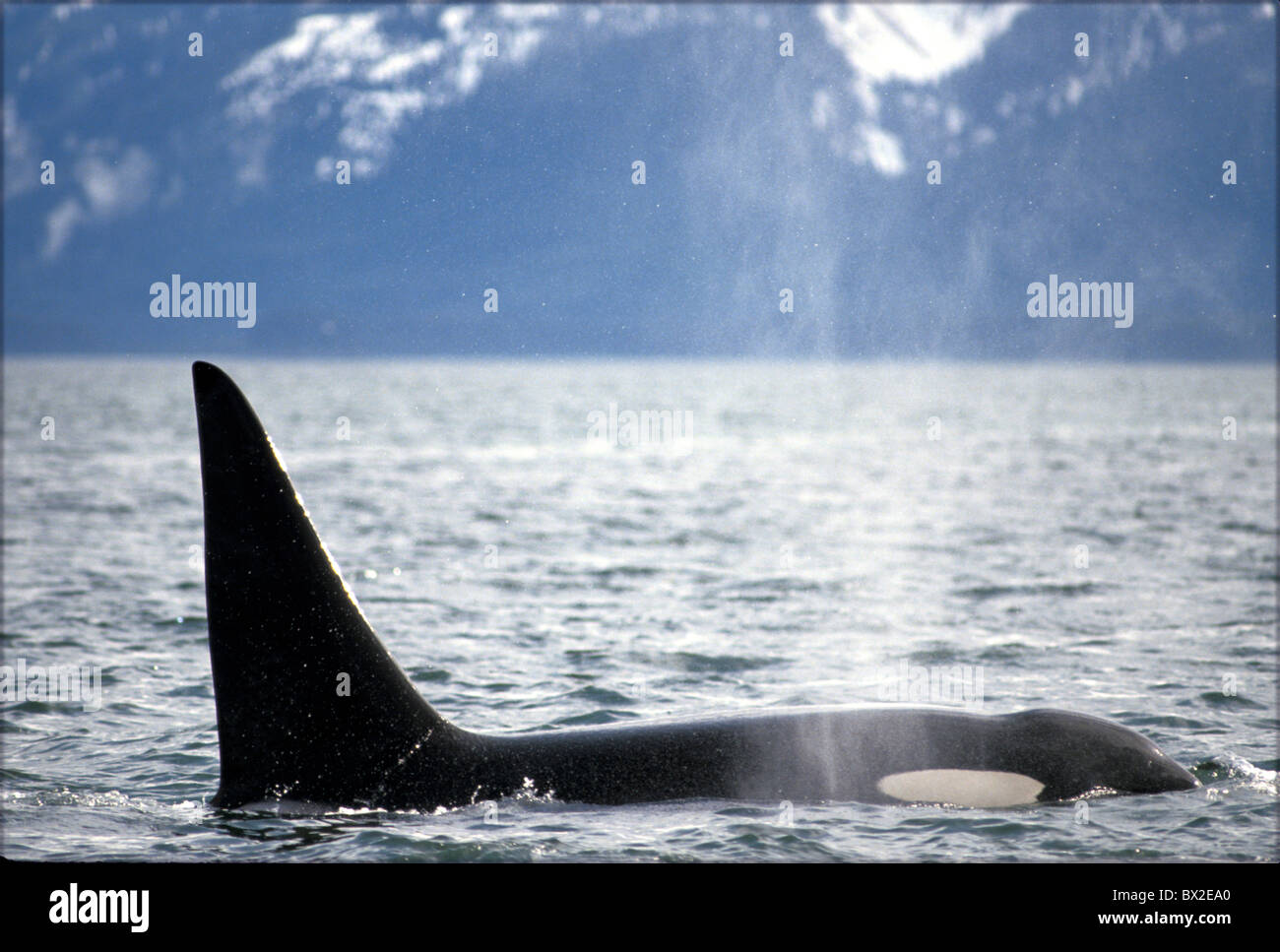 America Animal Animals Coast Dorsal fin Grampus Killer Whale Killer ...