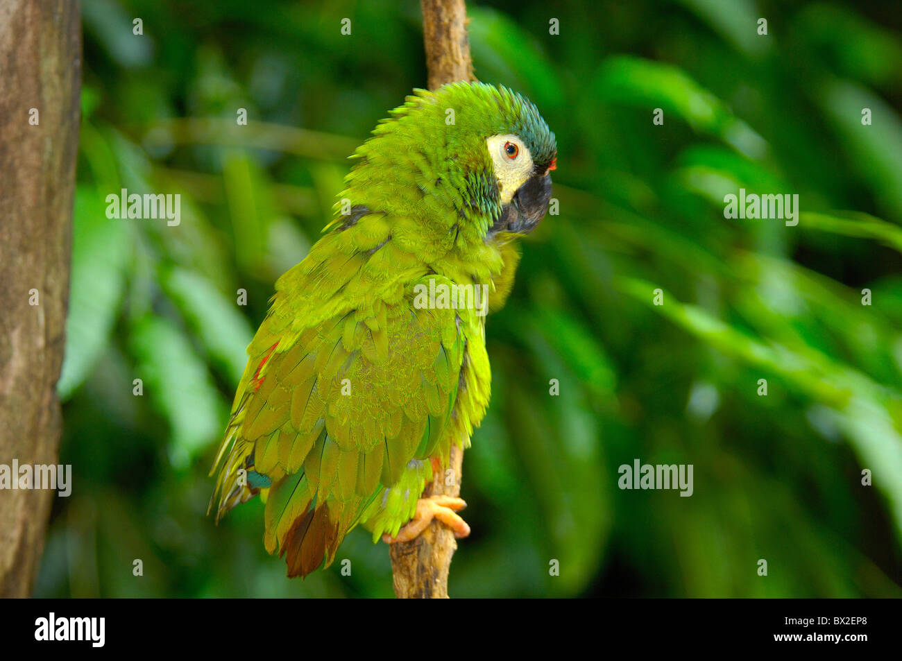 parrot bird tropics Parque das aves Foz do Iguazu Iguacu Iguassu Falls Parana Brazil Stock Photo