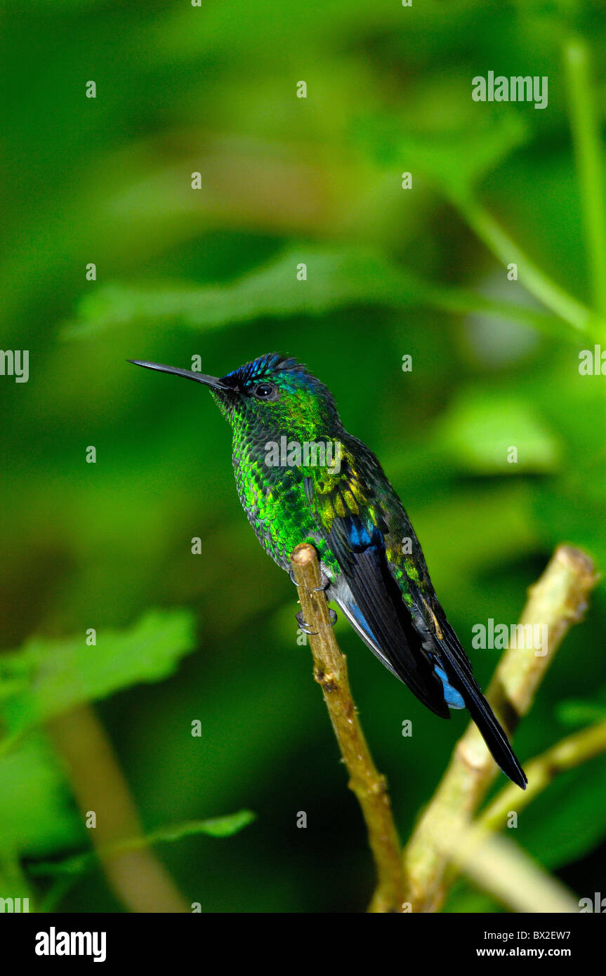 hummingbird bird tropics Parque das aves Foz do Iguazu Iguacu Iguassu Falls Parana Brazil Stock Photo