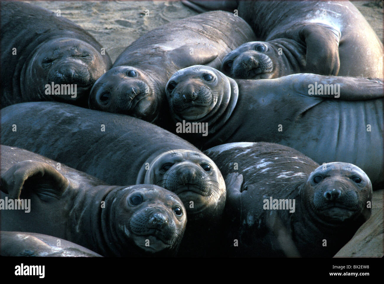 America Animal Animals California Central california coast Colonies