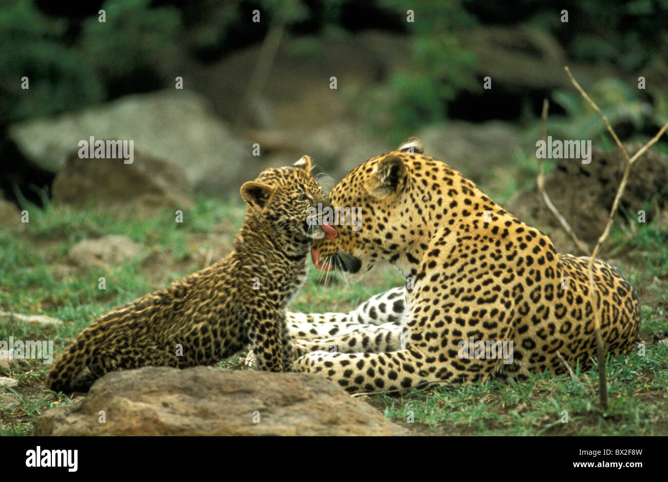 Africa Animal Animals Dam Kenya Leopard Leopards Mother New Panther  Panthera pardus Panthers Young Youn Stock Photo - Alamy