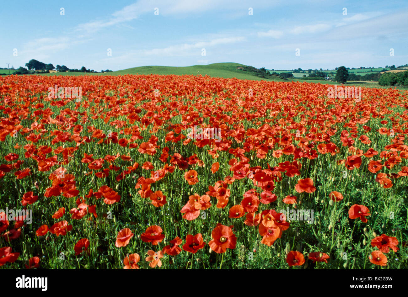 Poppies green spaces hi-res stock photography and images - Alamy