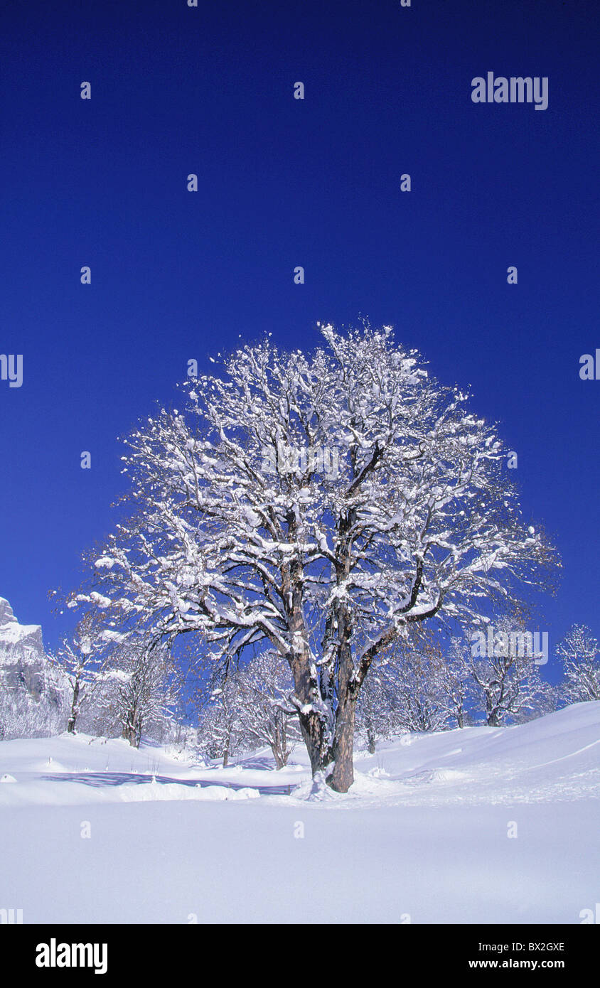 Acer pseudoplatanus l. blue blue sky Braunwald cheers Glarus high maple portrait format silhouette snow s Stock Photo