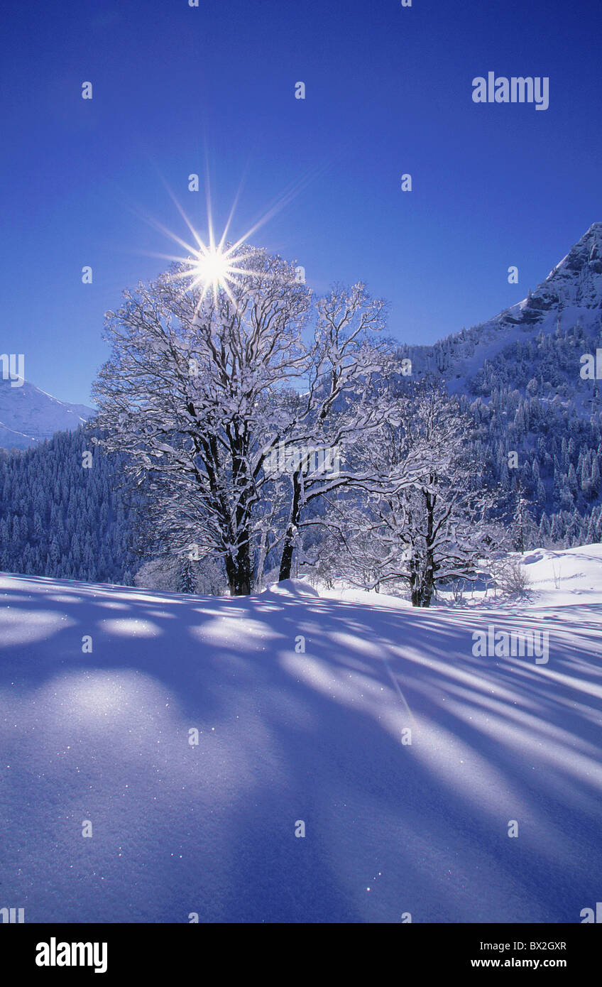 Acer pseudoplatanus l. back light blue blue sky Braunwald cheers Glarus high maple mountain scenery mounta Stock Photo