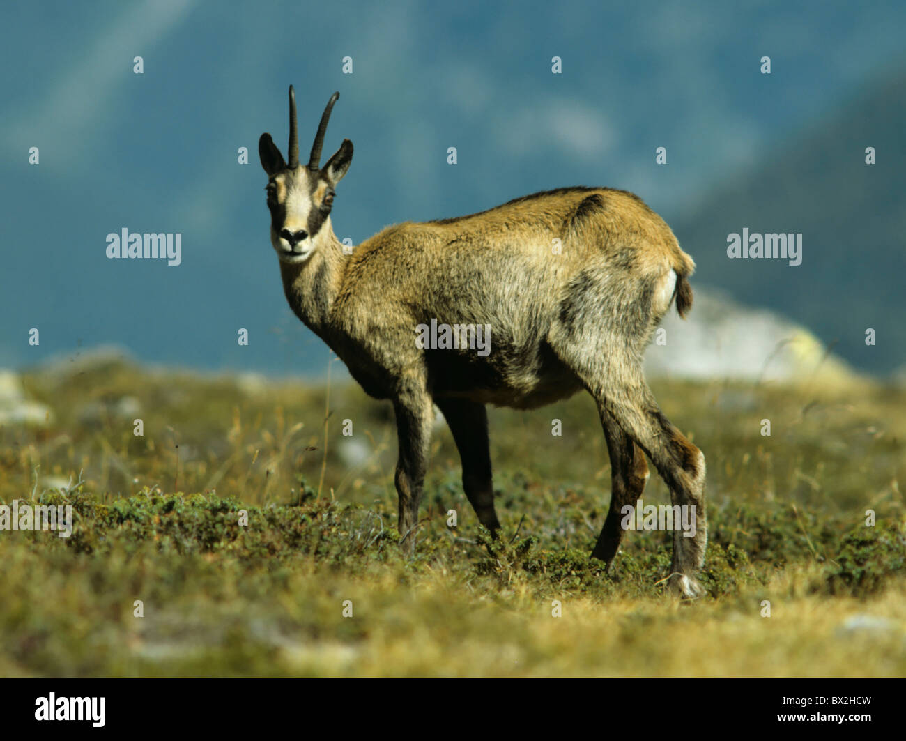 animal animals chamois mountains Rupicapra rupicapra Alps Europe Stock ...