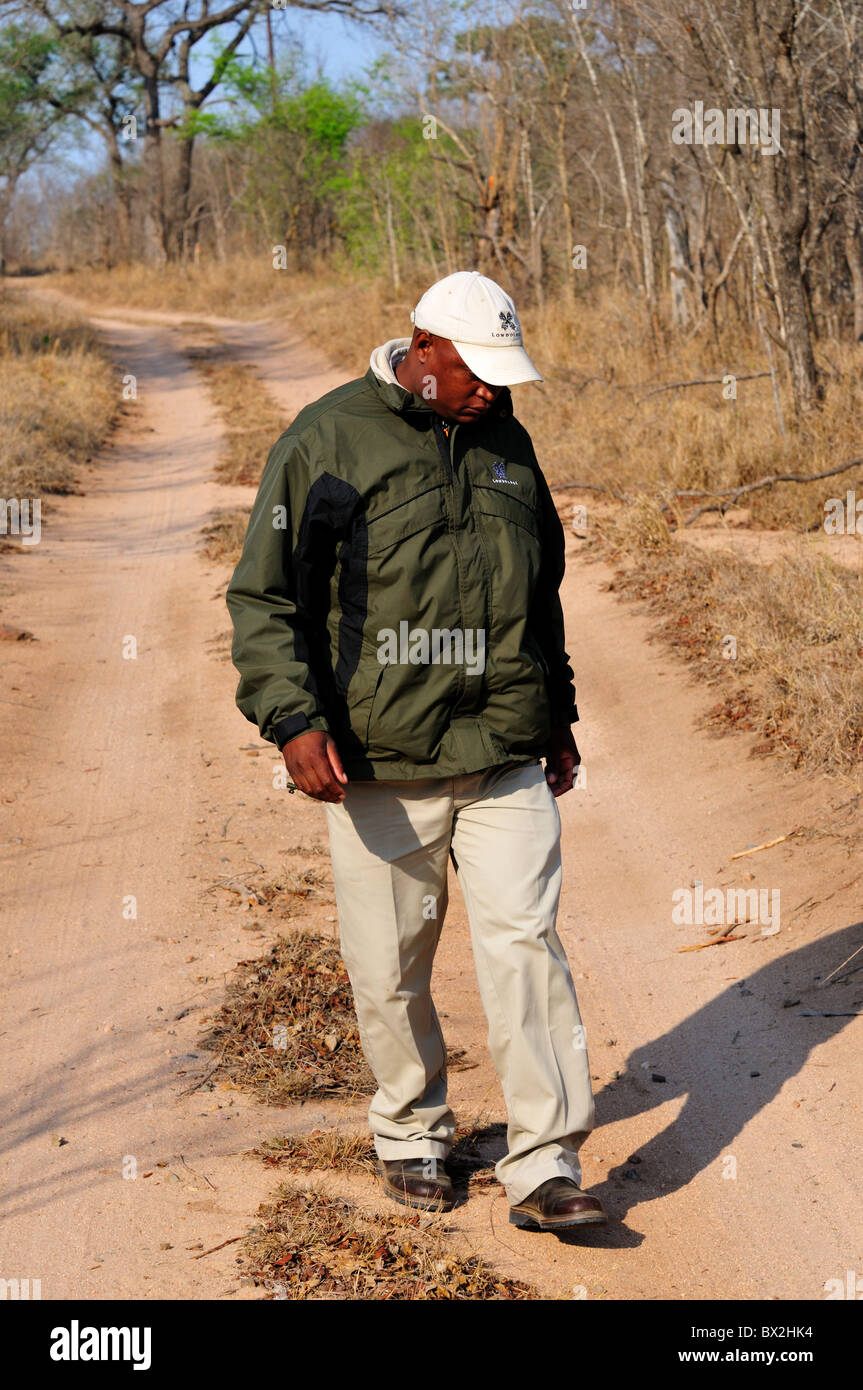 A park ranger looking for animal track. Kruger National Park, South Africa. Stock Photo
