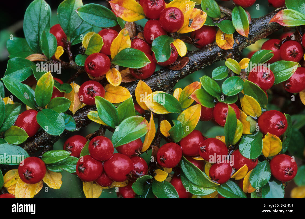 berries red leaves yellow cotoneaster garden shrub green color plant nature outdoor daytime autumn symbo Stock Photo
