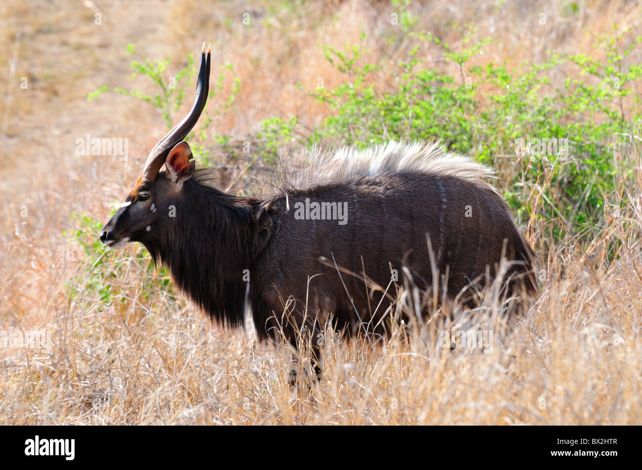 A male Nyala in the bushes. Kruger National Park, South Africa. Stock Photo
