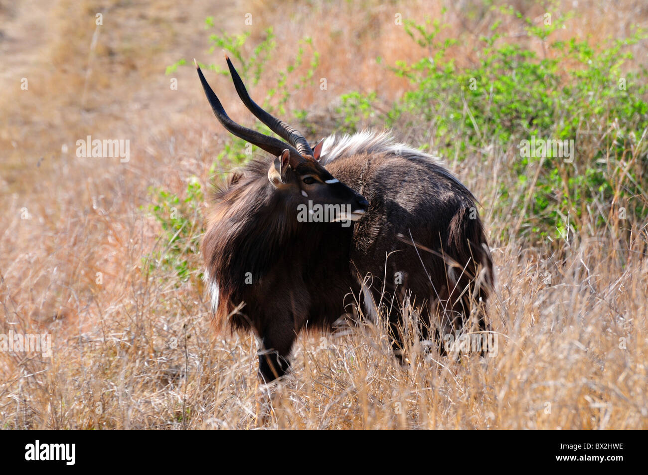 A male Nyala in the bushes. Kruger National Park, South Africa. Stock Photo