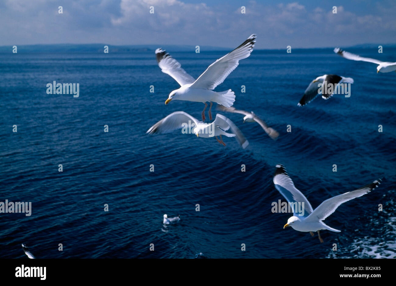 Herring Gulls, Co Waterford, Ireland Stock Photo Alamy