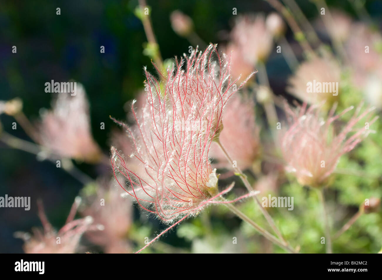 Tufts on Apache Plume in Santa Fe New Mexico Stock Photo