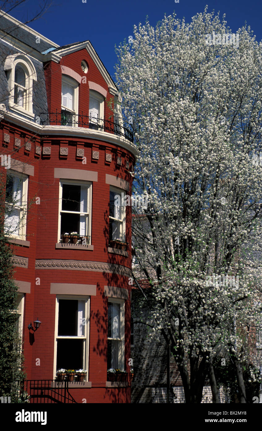 Spring flowering trees Georgetown Washington D.C. USA Stock Photo