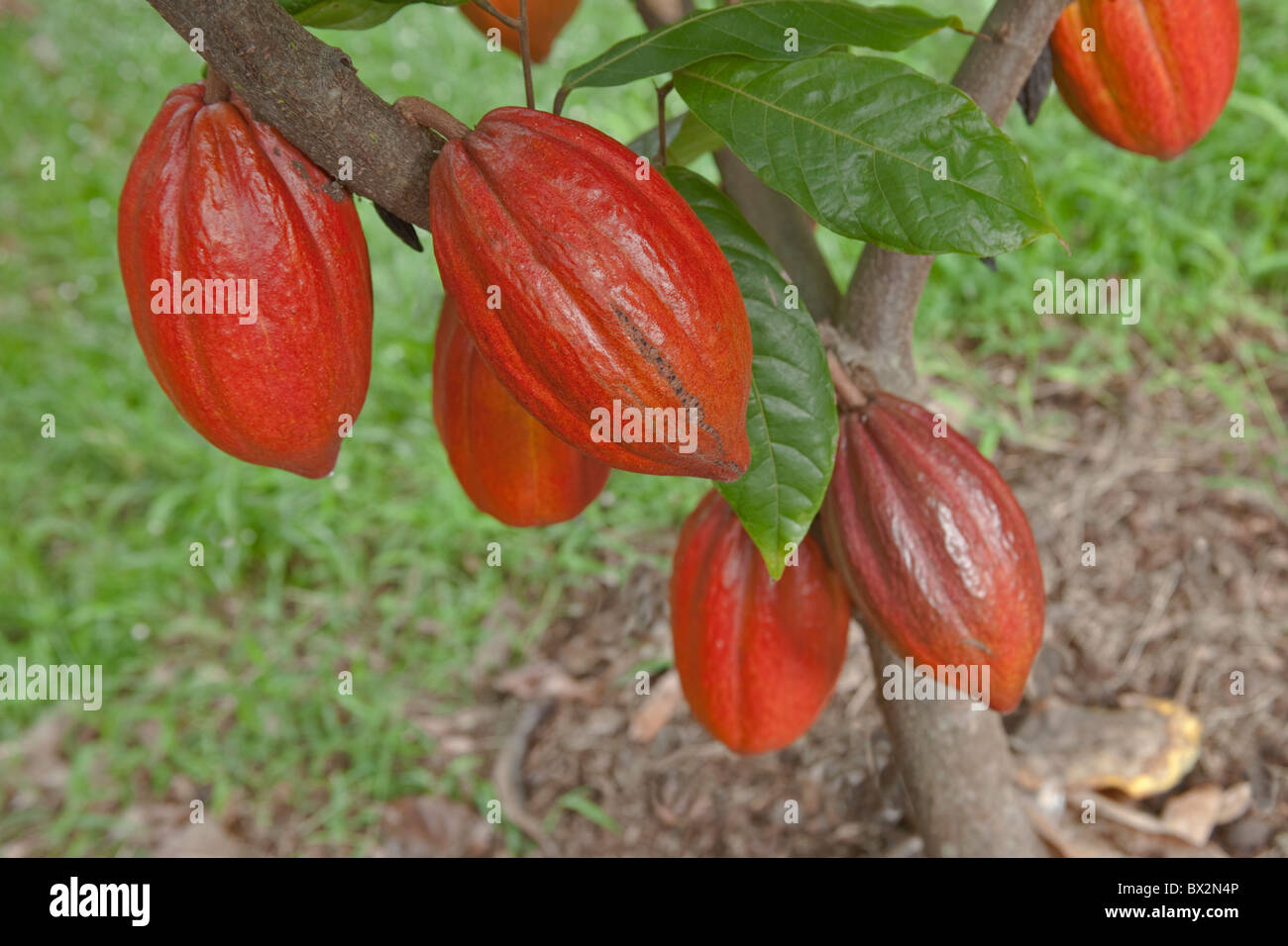 Cocoa, mature pods, Stock Photo