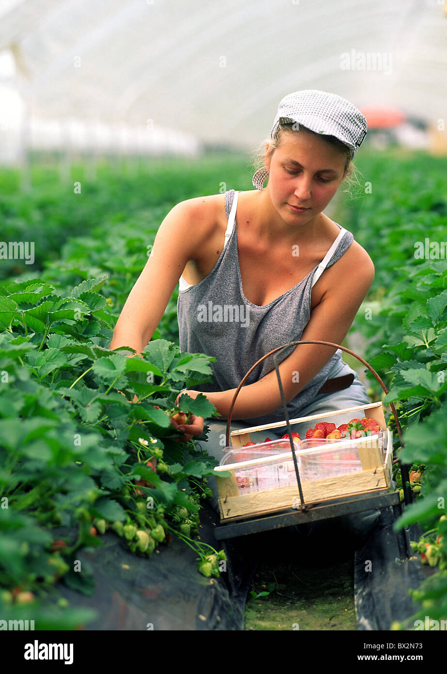 strawberries harvest crop woman worker agriculture field fields fruit greenhouse Italy Europe Piedmont Cu Stock Photo