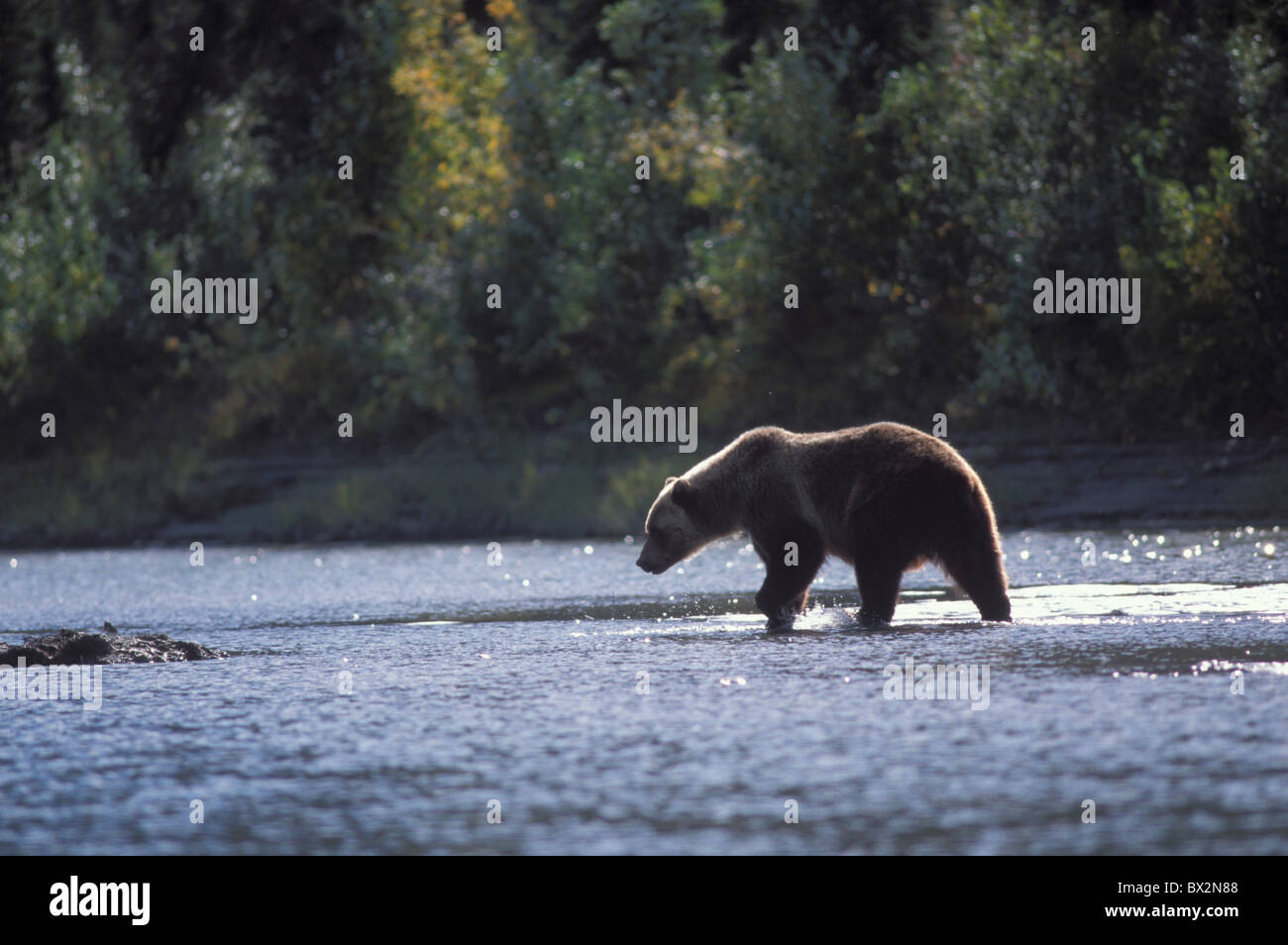 Alaska Alatna river Gates of the Arctic national park arctos Bear Brown Gates Grizzly river