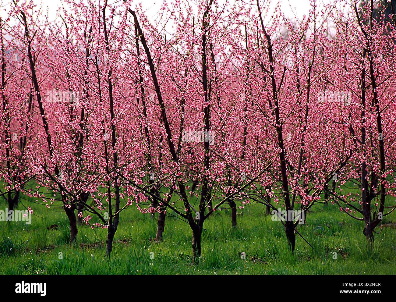 peach cultivation outhouse agriculture plantation trees blossom fruit-trees fruit peaches Italy Europe Pie Stock Photo