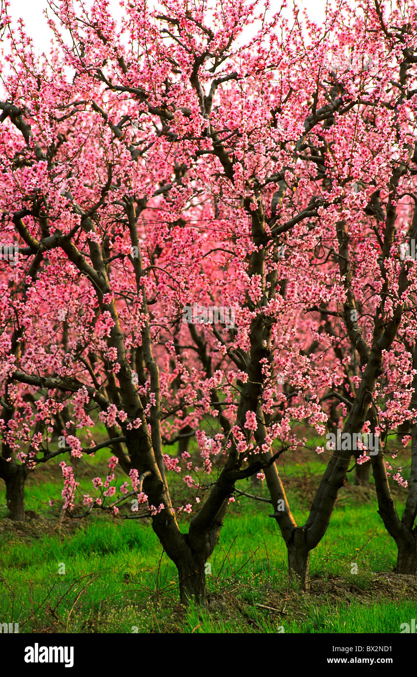 peach cultivation outhouse agriculture plantation trees blossom fruit-trees fruit peaches Italy Europe Pie Stock Photo