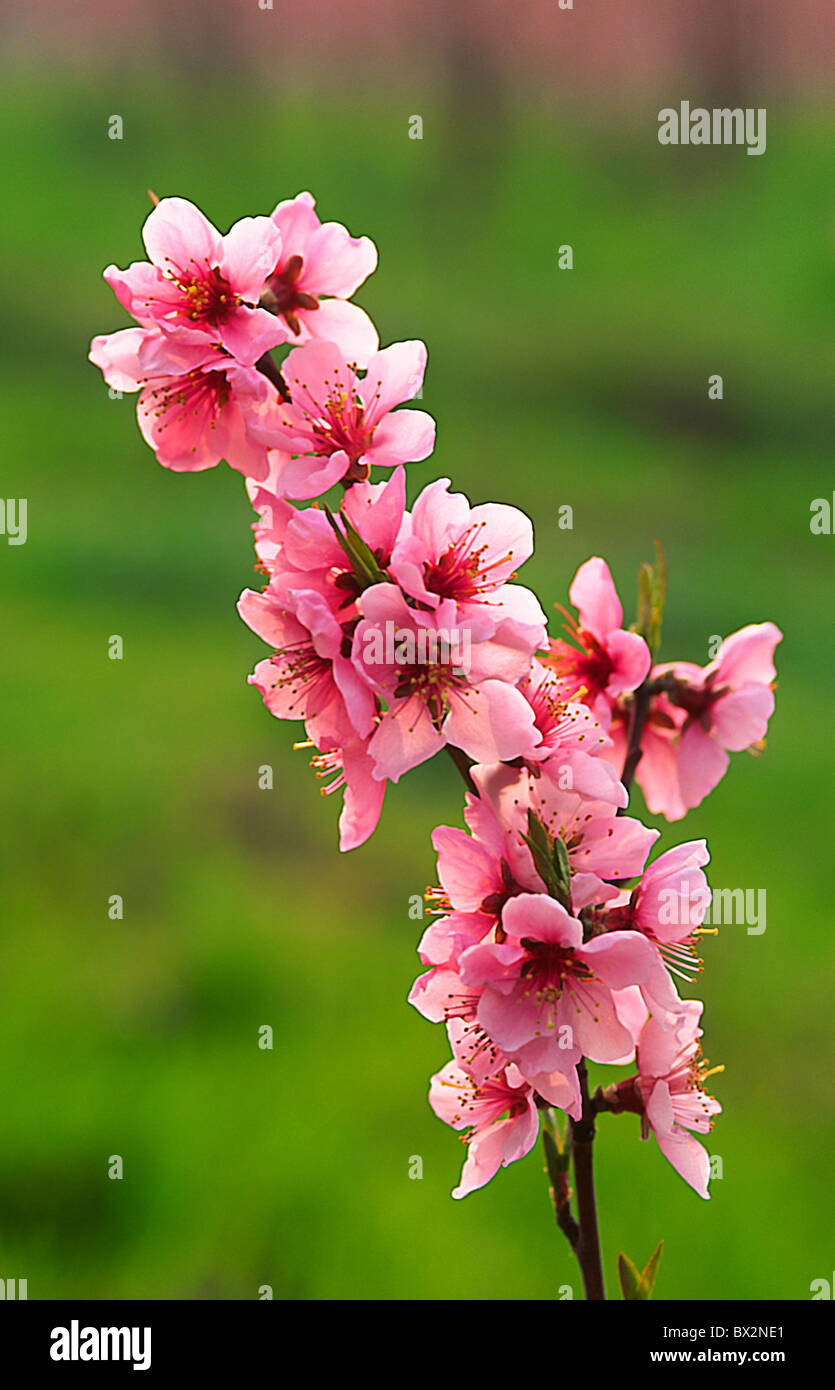peach blossoms branch blossom fruit-trees fruit peaches Italy Europe Piedmont Cuneo Verzuolo Falicetto Stock Photo