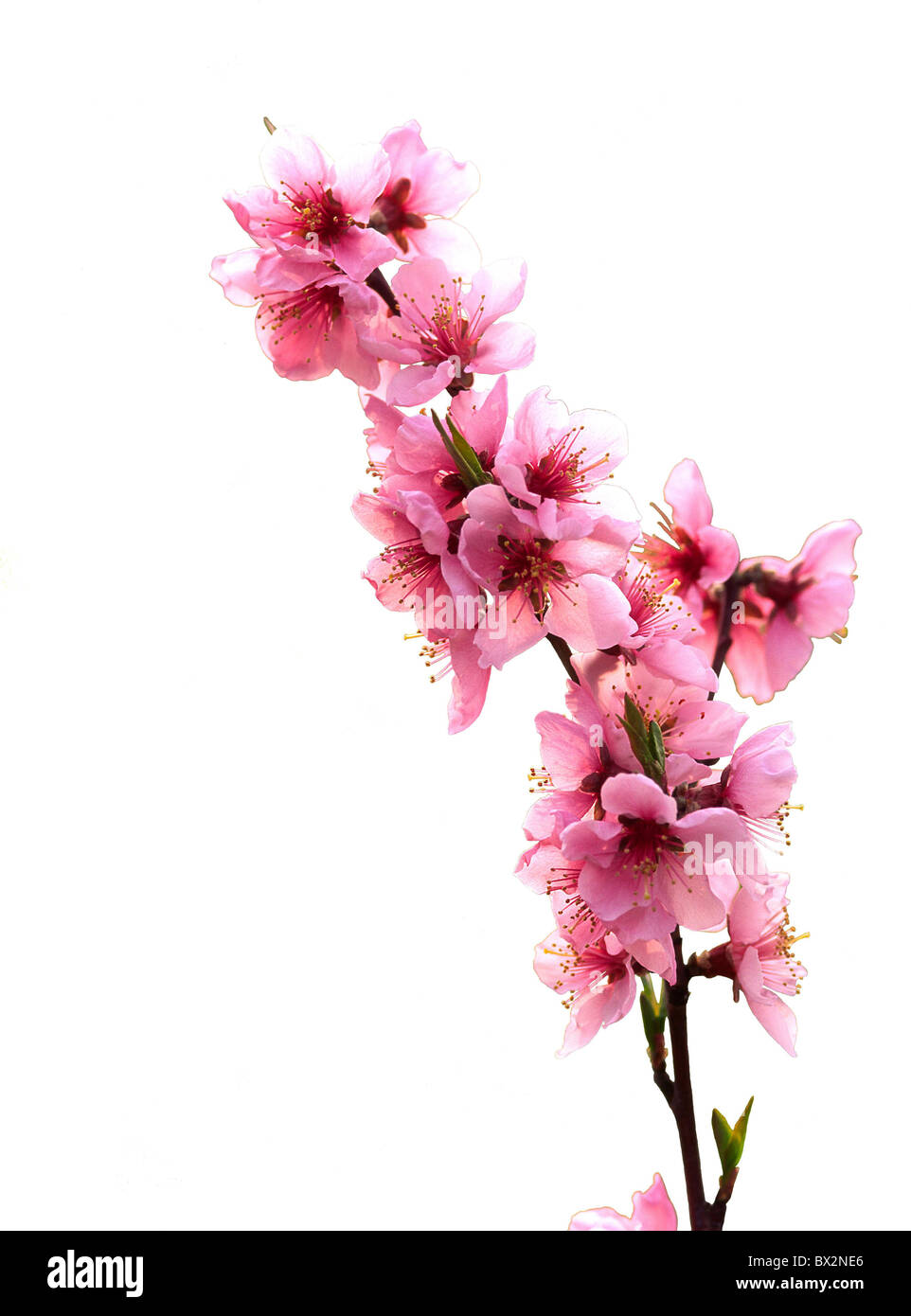 peach blossoms branch blossom fruit-trees fruit peaches Italy Europe Piedmont Cuneo Verzuolo Falicetto Stock Photo