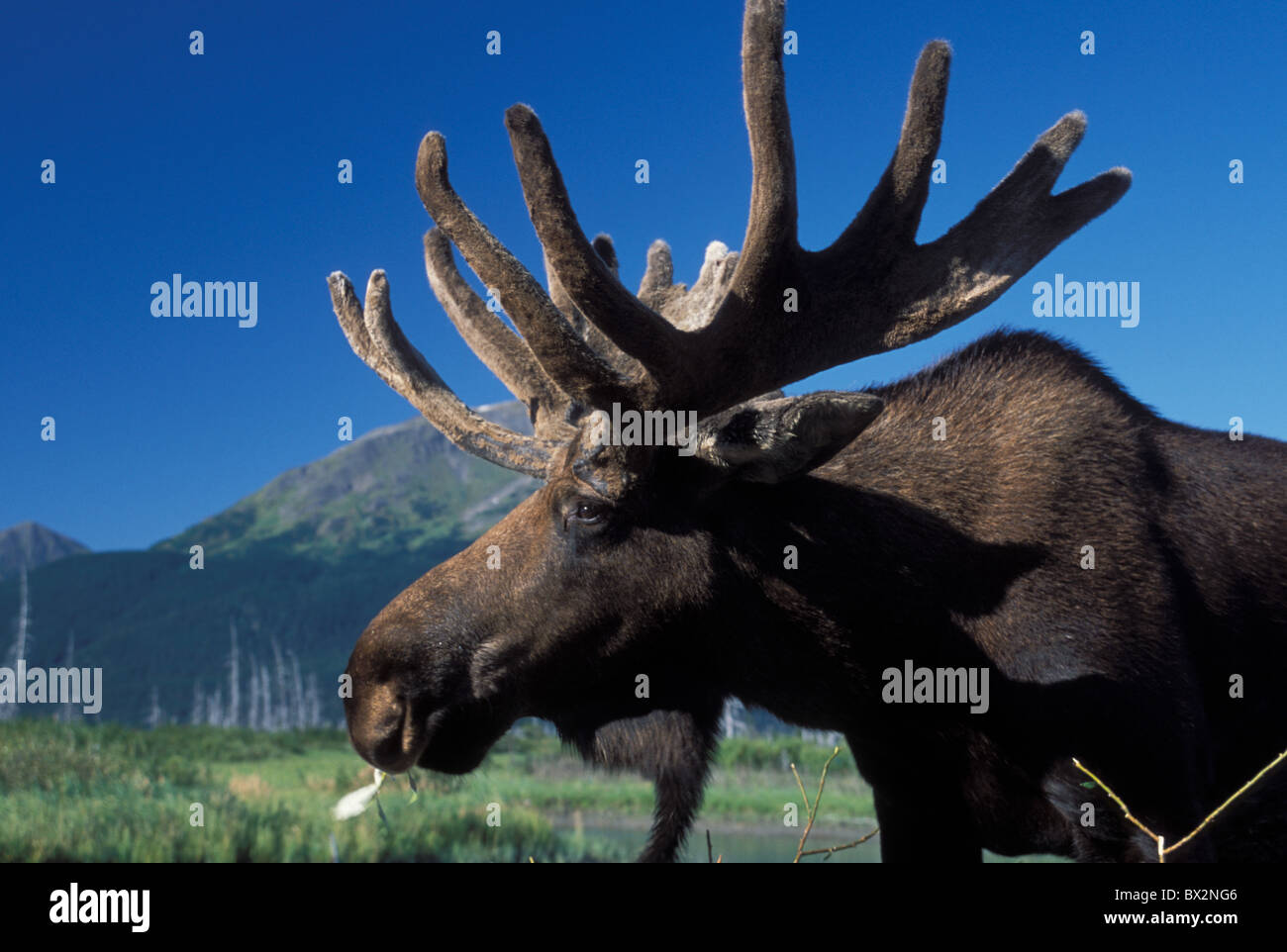 Alaska alces alces Bull Moose Portage portait USA America United States North America Stock Photo