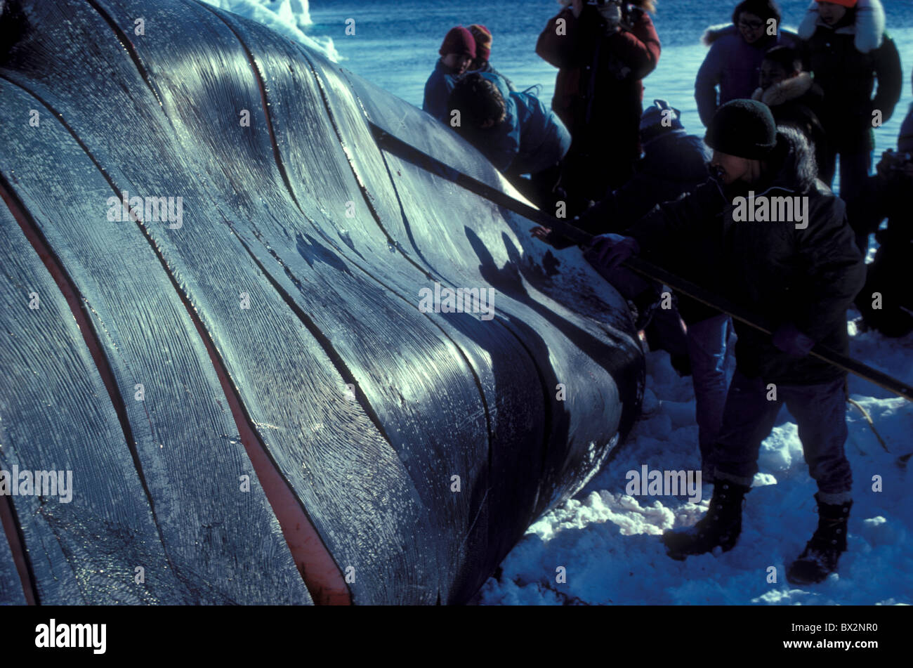 Alaska Balaena mysticetus Bering sea bowhead butchering Eskimo Gambell