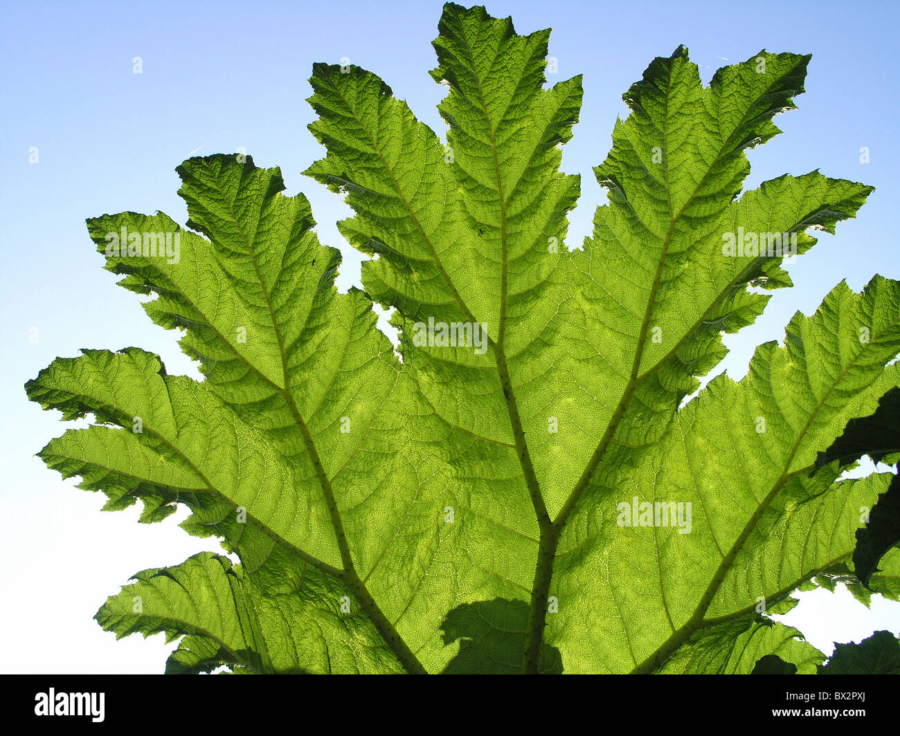 Plant sheet hires stock photography and images Alamy