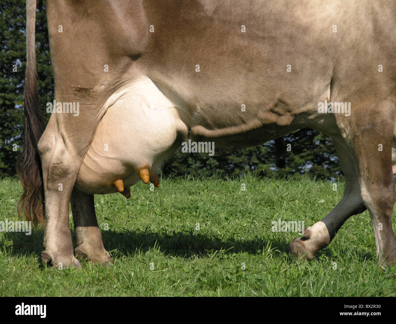 cow detail udder milk milk cow brown livestock cattle agriculture milk