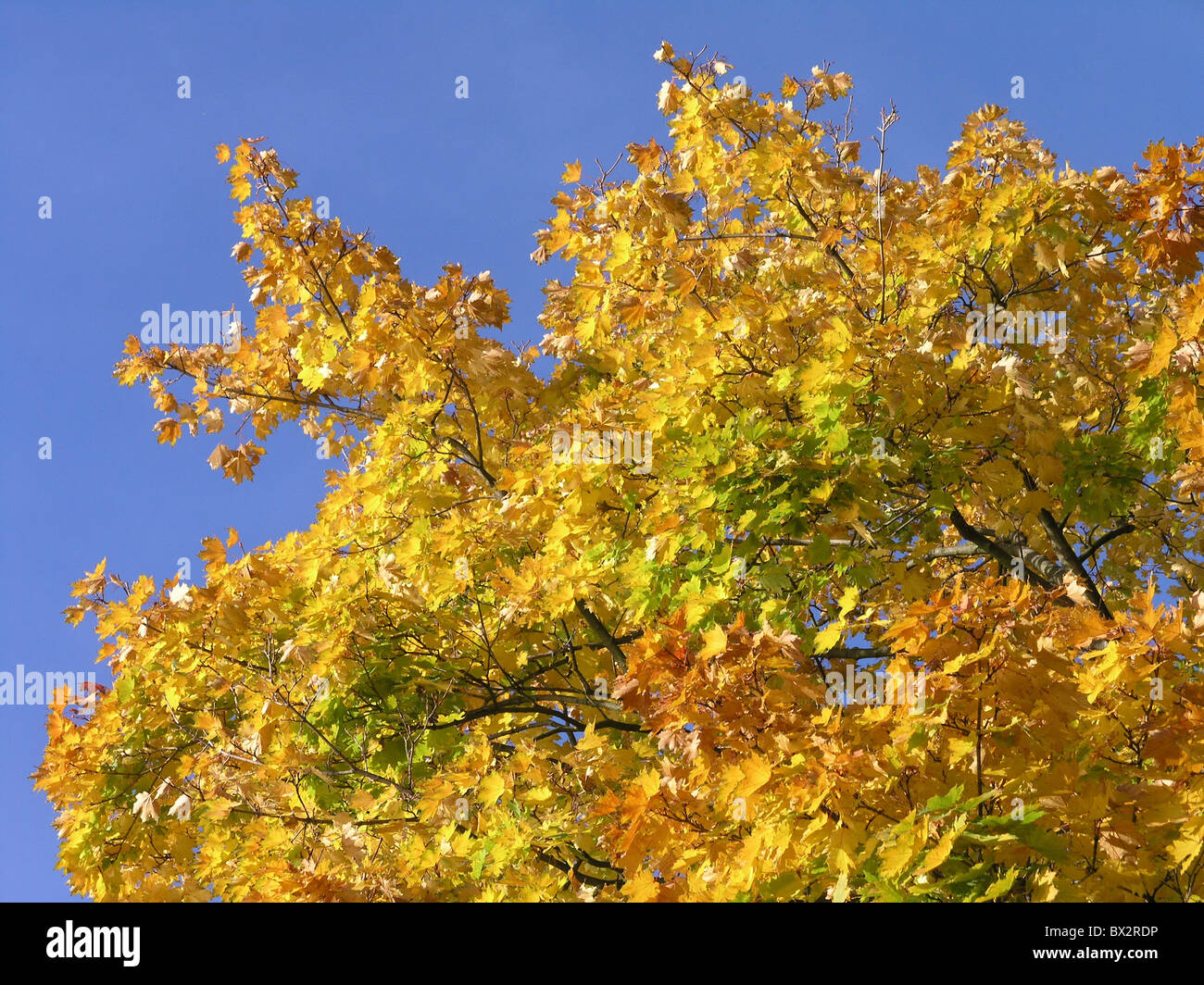autumn tree leaves yellow branches branches knots sky Stock Photo
