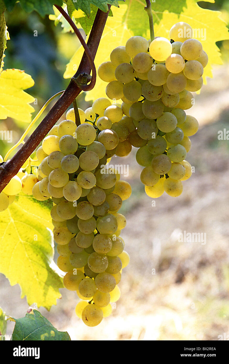 Uva favorita grapes shoots wine Italy Europe Piedmont Cuneo Langhe Santo Stefano Belbo Azienda Amerio Agosti Stock Photo
