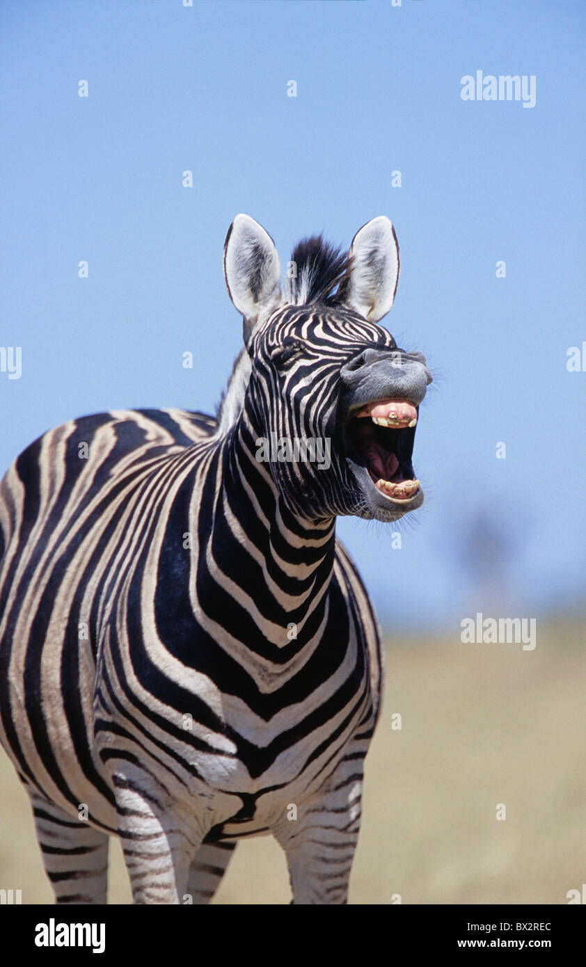 Africa animal animals Equus burchelli Burchells Zebra Etosha national park format high Laughing Namibia A Stock Photo