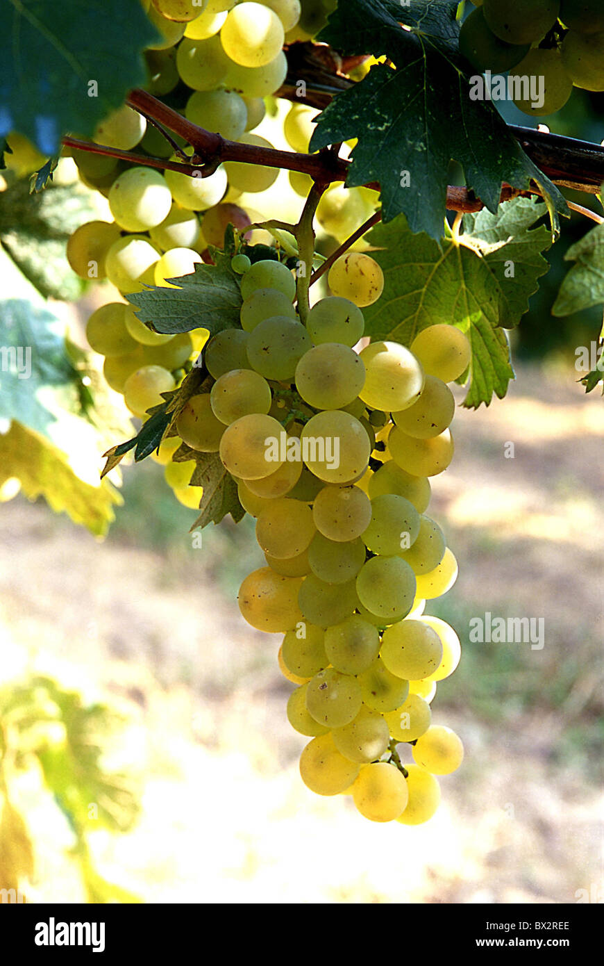 Uva favorita grapes shoots wine Italy Europe Piedmont Cuneo Langhe Santo Stefano Belbo Azienda Amerio Agosti Stock Photo
