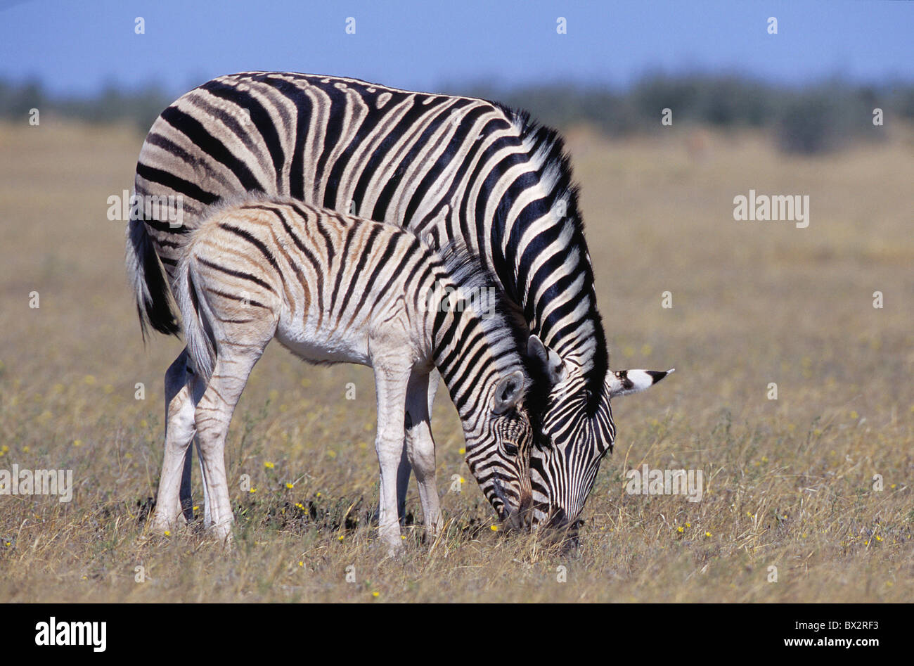 Africa animal animals Equus burchelli Burchells Zebra eat eating Etosha national park female format grass Stock Photo