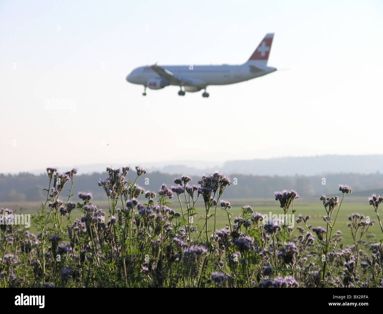 plants flowers blossoms airplane jet jet airplane airport nature