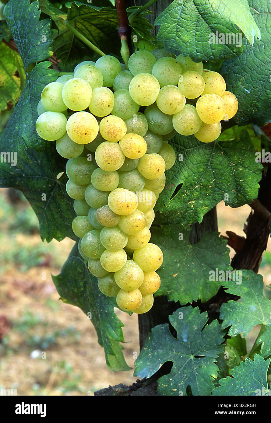 Uva moscato grapes shoots wine Italy Europe Piedmont Cuneo Langhe Santo
