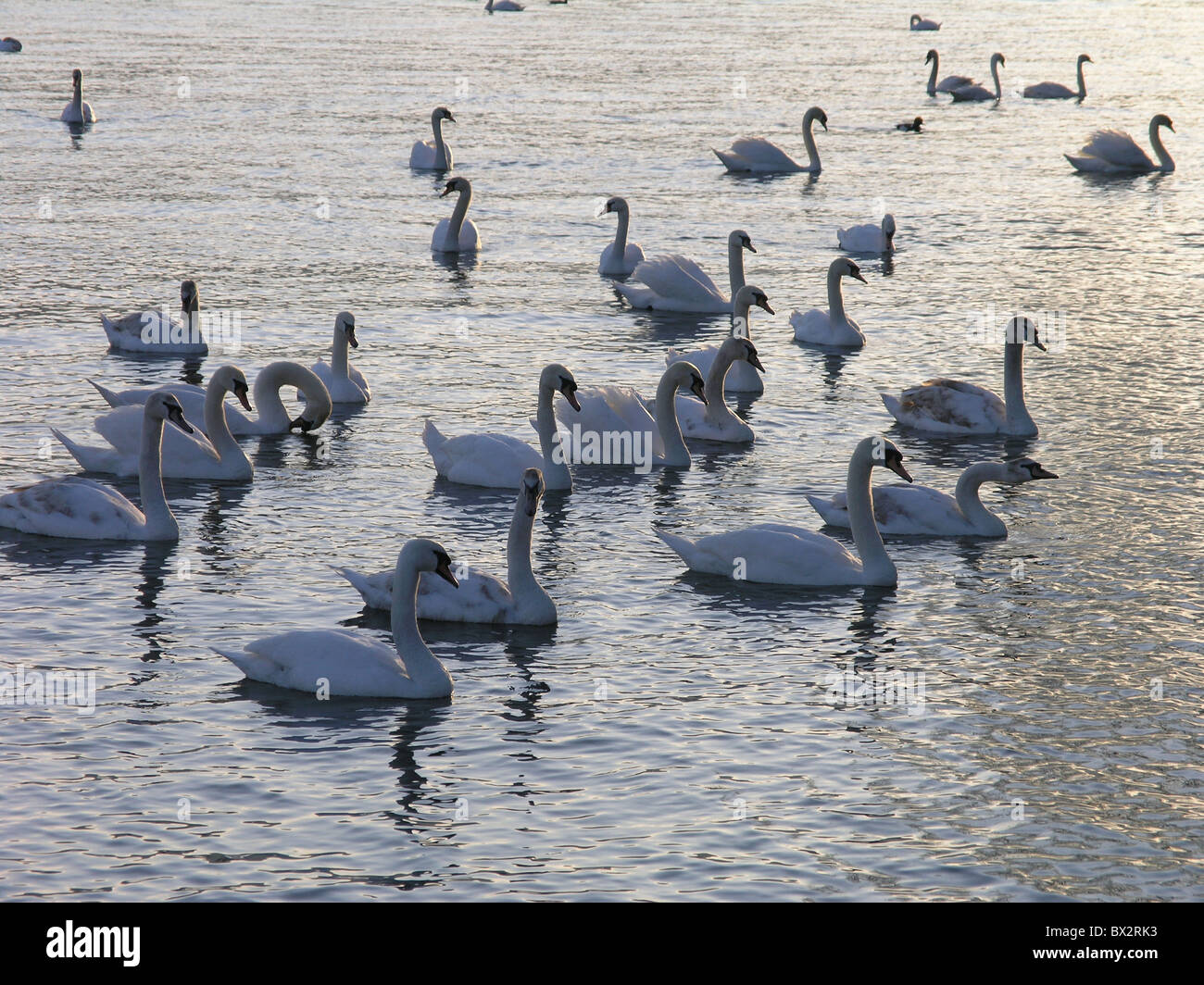 animal animals aquatic bird birds Hump lake swans water Zurich Switzerland  Europe Europe Stock Photo - Alamy