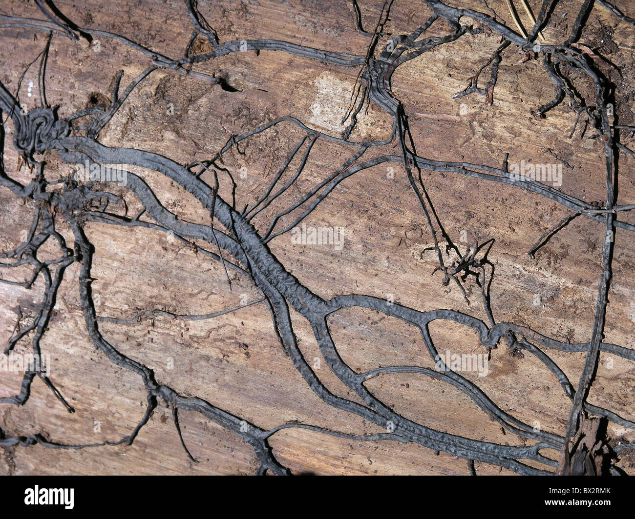 wall facade wood Climbing plant twiners rests remainders damage plants