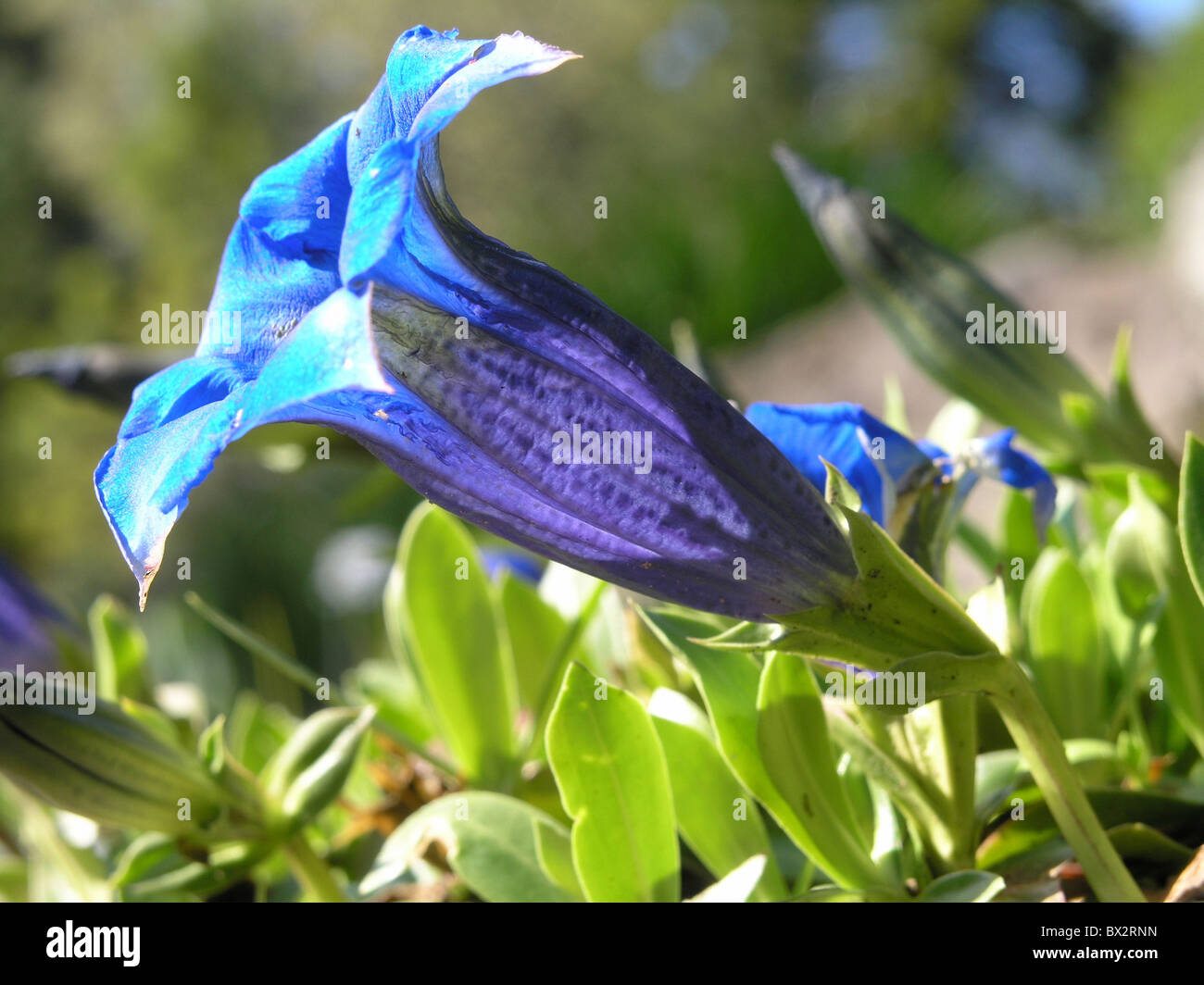 Alps blossoms blue botany flora flowers Gentian Gentiana kochiana mountains stemless Stock Photo